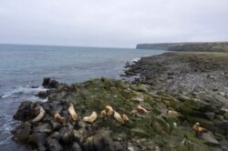 Fur seals rest along the northern shore in St. George, Alaska, U.S., May 22, 2021. Hundreds of thousands of fur seals spend their summer on St George each year. Picture taken on drone May 22, 2021. REUTERS/Nathan Howard