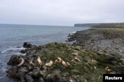 Fur seals rest along the northern shore in St. George, Alaska, U.S., May 22, 2021. Hundreds of thousands of fur seals spend their summer on St George each year. Picture taken on drone May 22, 2021. REUTERS/Nathan Howard