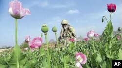 A poppy field in Afghanistan.