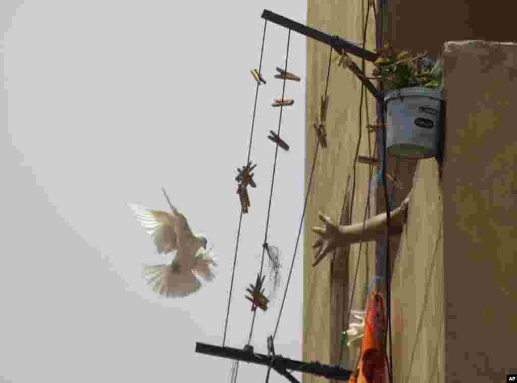 Một người giơ tay về phía con chim bồ câu mà ông ta nuôi ở quận Darb Shulan tại Cairo, Ai Cập.
