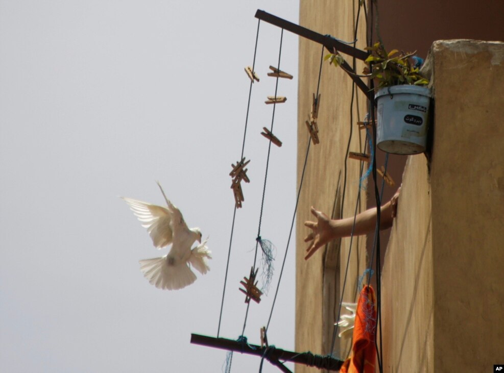 An Egyptian pigeon fancierreaches for his bird in the Darb Shulan district in Cairo, Egypt.
