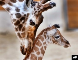 While not at the wildlife ranch in Texas, this mother and baby giraffe are too cute to not show. They live in the Opel zoo in Kronberg near Frankfurt, Germany, 2017. (AP Photo/Michael Probst)