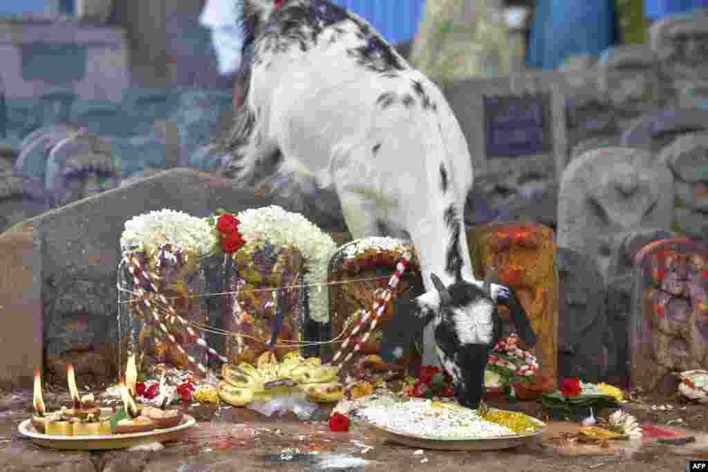 A goat eats from offerings made by Hindu devotees to stone sculptures of snakes on of Naga Panchami, an important day in the Hindu calendar in which serpents are worshipped, in Bangalore, India.