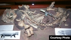 Lystrosaurus on display at the Albany Museum in Grahamstown, South Africa. (Credit: Ken Angielczyk)