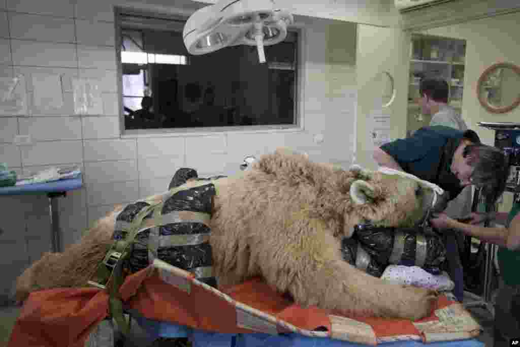 Mango, a 19-year-old male Syrian brown bear, rests on a bed as zoo veterinarians and staff prepare him for surgery to repair a herniated disc in his back after it was discovered in an x-ray, in the Ramat Gan Zoological Center's animal hospital near Tel Aviv, Israel.