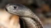 Nigeria Plans Hospital Exclusively for Snakebites
