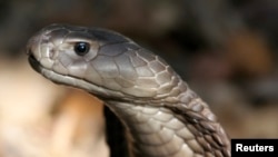 Chaque année, des dizaines de milliers de personnes succombent aux morsures de serpents, faute de traitements, affirme l'OMS 