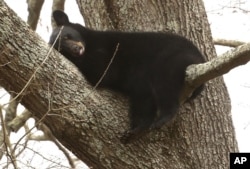 Medvedica spava na drvetu u zalivu Česapik. (Foto: AP)