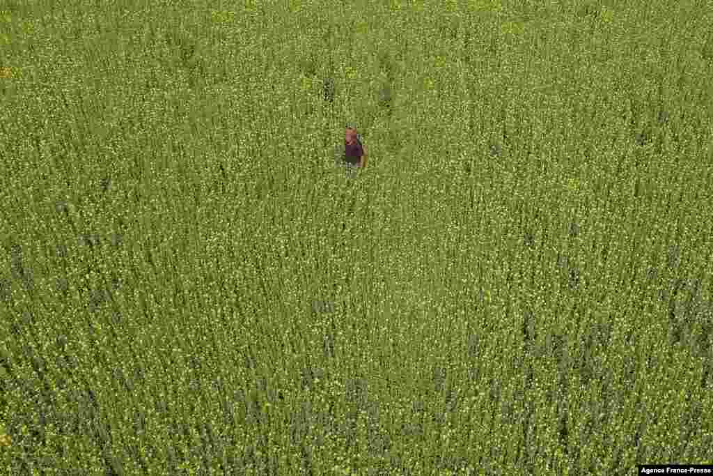 Foto udara menunjukkan seorang petani sedang bekerja di lahan pertaniannya di Desa Karanigonj, pinggiran Dhaka, Bangladesh. (Foto: AFP)