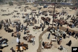 Afghan livestock merchants display animals for the upcoming Muslim Eid-ul-Adha holiday, in Kabul, Afghanistan, Aug. 20, 2018.