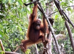 Orangutan bermain di pohon di pusat International Animal Rescue di luar kota Ketapang di Kalimantan Barat, 4 Agustus 2016. (Foto: AFP/Bay Ismoyo)