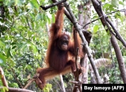 Orangutan bermain di pohon di pusat International Animal Rescue di luar kota Ketapang di Kalimantan Barat, 4 Agustus 2016. (Foto: AFP/Bay Ismoyo)