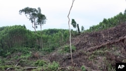Traditional way of life is threatened by deforestation