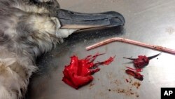 FILE - This 2016 photo provided by the Commonwealth Scientific and Industrial Research Organization shows a dead bird on a table next to a plastic straw and pieces of a red balloon found inside of it off the coast of Brisbane, Australia.