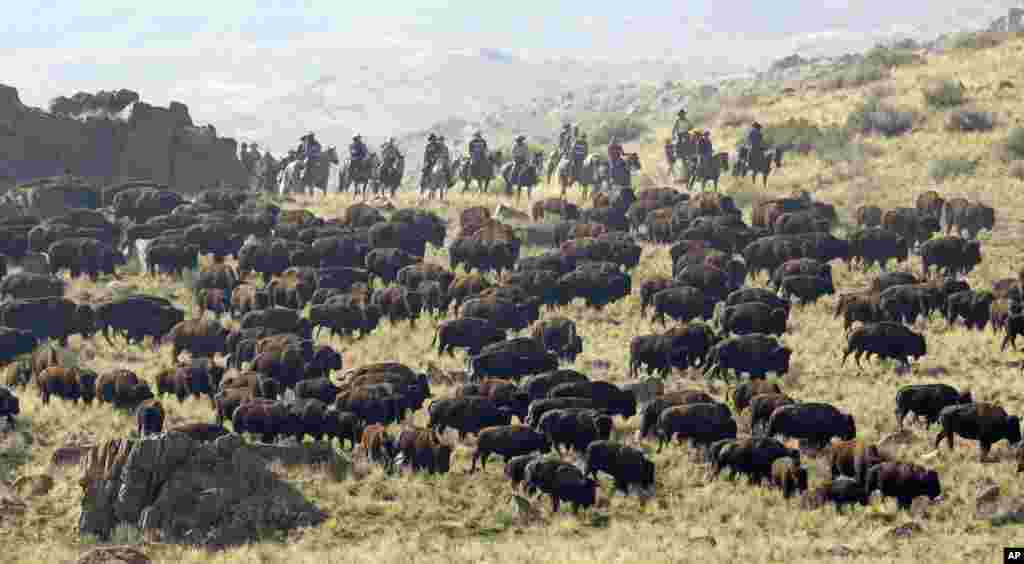 Riders on horseback herd bison during an annual roundup on Antelope Island, Utah, Oct. 22, 2016.