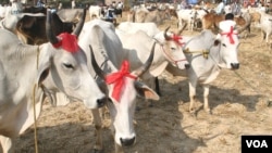 Cows are being sold in a rural Eid al-Adha special cattle market in West Bengal state, Sept 19, 2015. Muslims buy cows in good numbers from the cattle markets of the state for the purpose of sacrificing them during Eid. (Photo by - Shaikh Azizur Rahman/VO