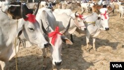 Penjualan sapi-sapi untuk kurban menjelang Idul Adha di sebuah pasar di negara bagian Bengal barat, 19 Sept 2015. (Photo by - S. Rahman/VOA)