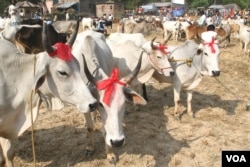 Cows are being sold in a rural Eid al-Adha special cattle market in West Bengal state, Sept 19, 2015. Muslims buy cows in good numbers from the cattle markets of the state for the purpose of sacrificing them during Eid. (Photo by - Shaikh Azizur Rahman/VOA)