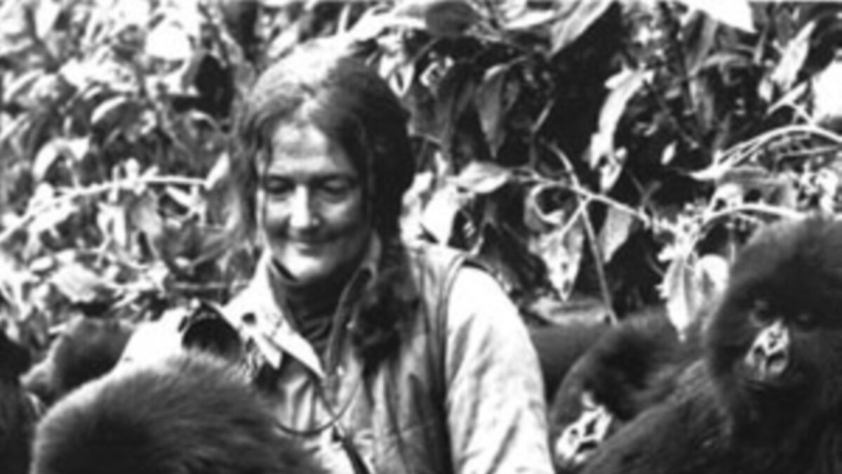 Dian Fossey, 1932-1985: She Gave Her Life to Protecting the Mountain ...