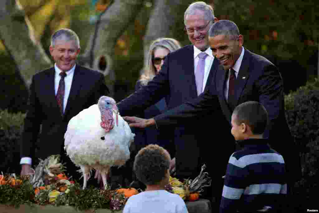 باراک اوباما طبق سنت همیشگی کاخ سفید بوقلمون روز شکرگزاری را عفو کرد. بوقلمون بریان غذای اصلی سفره عید شکرگزاری آمریکایی هاست.