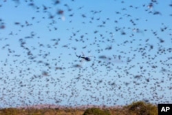 FILE - A thick swarm of locusts in southern part of Madagascar in May 2011.