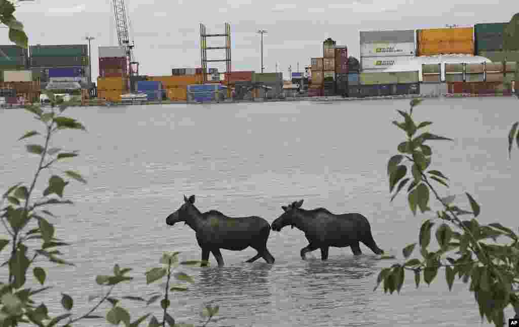 Two moose wade through the high tide at the Port of Anchorage in Anchorage, Alaska.