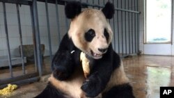 Female Giant Panda Qiao Yuan, 24, eats a bamboo shoot at the China Conservation and Research Center for the Giant Panda Dujiangyan Base in the southwestern province of Sichuan, March 25, 2017.