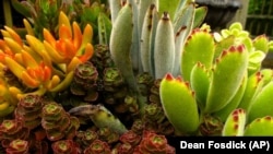 FILE: Succulent plants growing in a home in Washington state. These house plants need little maintenance. They can go for a long time without water. June 19, 2013.