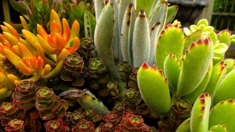 Des centaines de plantes succulentes menacées d'extinction