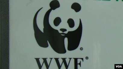 Le Wwf Accuse De Complicite D Abus Contre Des Pygmees Au Cameroun