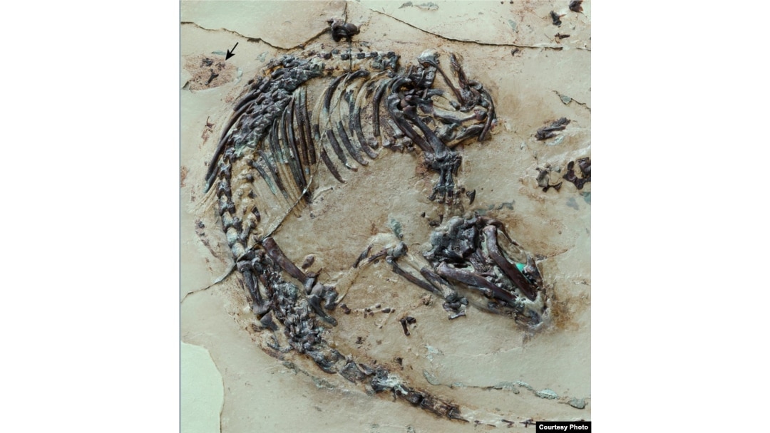 Skeleton of the Cretaceous mammal Spinolestes with preserved fur shadows. The outer ear can be seen at the upper edge of the photo.