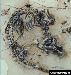 Skeleton of the Cretaceous mammal Spinolestes with preserved fur shadows. The outer ear can be seen at the upper edge of the photo.