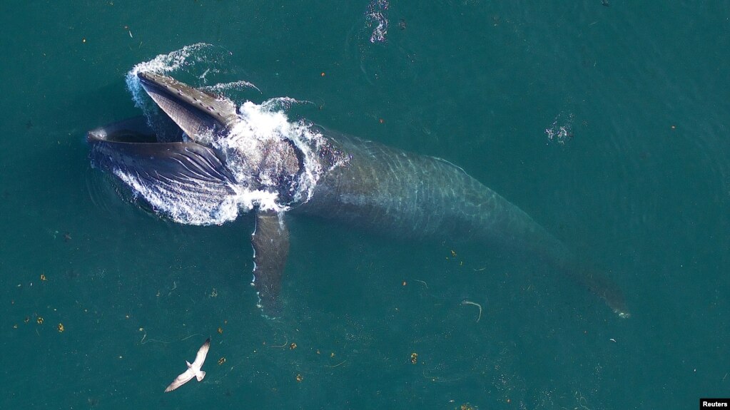 A blue whale with a removable tag surfaces off the coast of California in this undated handout photograph. (Goldbogen Laboratory, Stanford University and Duke University Marine Robotics and Remote Sensing under NOAA/NMFS permits/Handout via REUTERS)