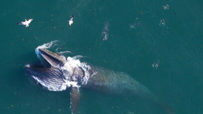 Quiz - Technology System Aims to Protect Whales from Ships