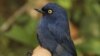 Mountain Birds Will Die Out as Planet Warms 