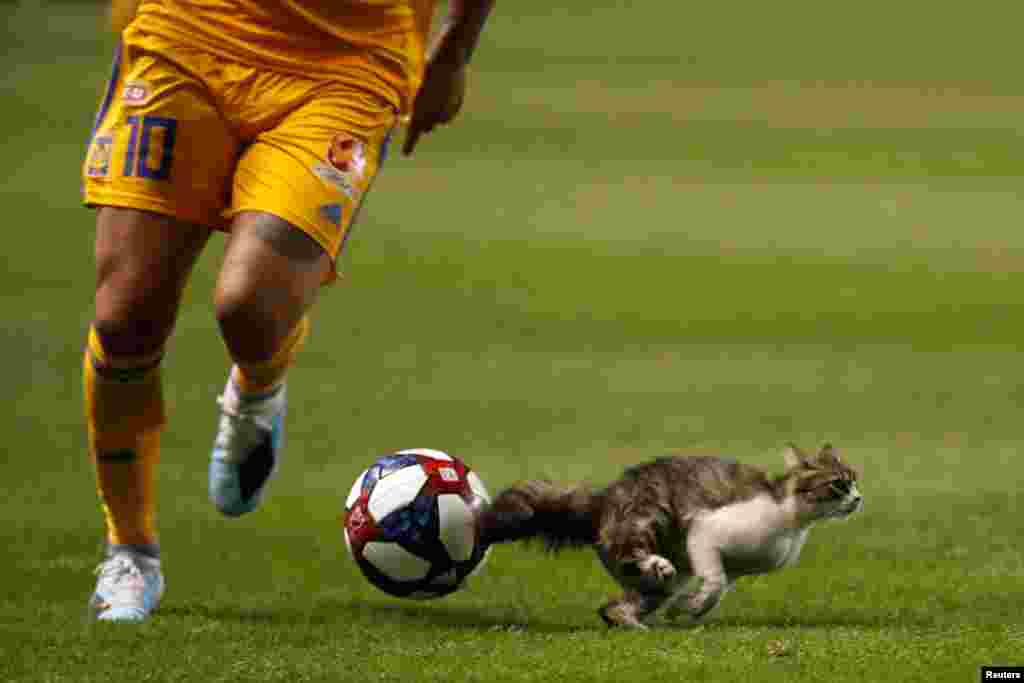 A cat dashes across the field in the second half between Tigres UANL and the Real Salt Lake during their Leagues Cup game at Rio Tinto Stadium, Salt Lake City, UT, Jul 24, 2019. (Jeff Swinger-USA TODAY Sports)