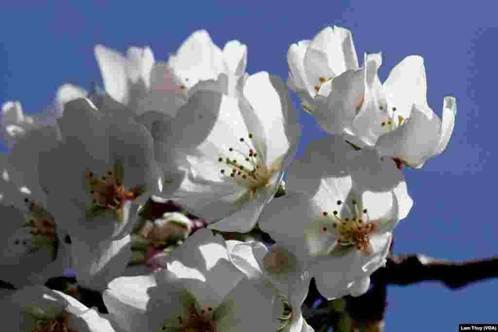 Thông thường, hoa Anh Đào sẽ nở rộ vào khoảng đầu tháng Tư.