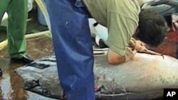 Bluefin tuna being cut up on board a Japanese fishing vessel