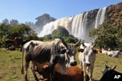 Nile waters from Ethiopia help sustain Egyptian livestock