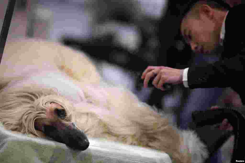 A trainer prepares an Afghan Hound before competing at the Shanghai International Dog Show.&nbsp; Dog shows got their start about 15 years ago in China and are gaining popularity among a fast-growing sector of the upper class.