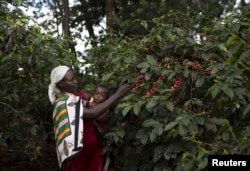 A woman picks coffee berries while holding a child at the Paradise Lost coffee farm in Kiambu, Kenya, Nov. 10, 2015.