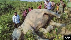 বাংলাদেশের বন বিভাগের তোলা এবং প্রকাশ করা এই হ্যান্ডআউট ফটোতে কক্সবাজারের ঈদগাহে একটি এশিয়ান হাতির মৃতদেহের চারপাশে দর্শকদের জড়ো হতে দেখা যাচ্ছে। ৯ নভেম্বর, ২০২১। 