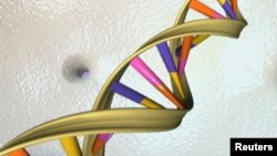미국과 한국 연구진이 세계 최초로 인간 배아에서 유전성 난치병을 일으키는 돌연변이 유전자를 교정하는 실험에 성공했다. 사진은 미국 국립유전자연구소가 공개한 DNA 이중 나선 구조. (자료사진)