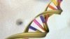 Ilustrasi DNA double helix yang dirilis oleh National Human Genome Research Institute (foto: ilustrasi). Para pakar bahkan berharap bisa menyusun genome manusia dalam 10 tahun ke depan. 