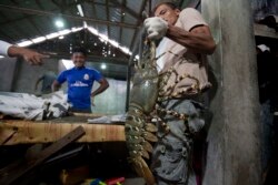 Para pekerja menyiapkan lobster hidup seberat 4 kilogram untuk diekspor, di pelabuhan nelayan di Banda Aceh, 16 Maret 2015. (Foto: AFP)