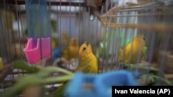 In this Aug. 5, 2019 photo, canaries caught from the wild by animal traffickers sing in their cages in a quarantined area of a wildlife center before being freed in Bogota, Colombia. (AP Photo/Ivan Valencia)