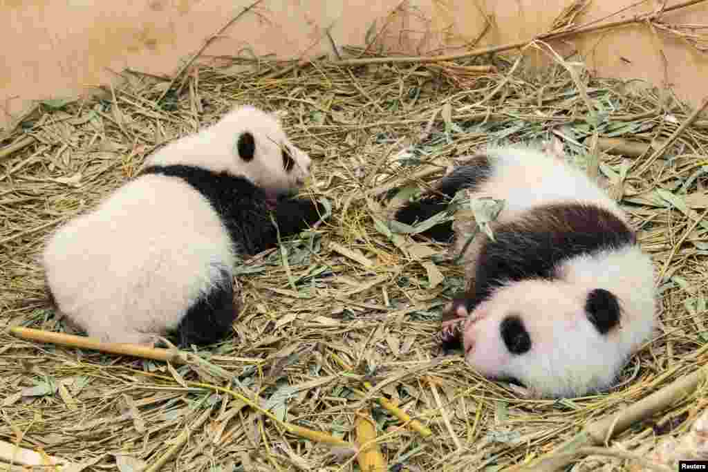 Dua anak kembar Panda Raksasa tampak dalam kotak perkembangbiakan dalam kandang mereka di Kebun Binatang Schoenbrunn, Wina, Austria.