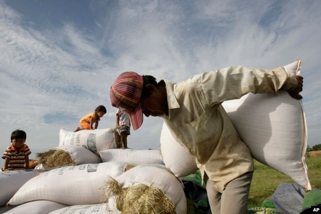 FILE- A man carries a sack of rice to dry them under sunlight at a rice farm during the harvest at Kork Banteay village, Kandal province, some 30 kilometers (18 miles) east of Phnom Penh, Cambodia.