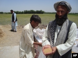 سږ کال افغان دهقانان له حاصلاتو خوښ دي