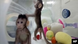 Cloned monkeys Zhong Zhong and Hua Hua 